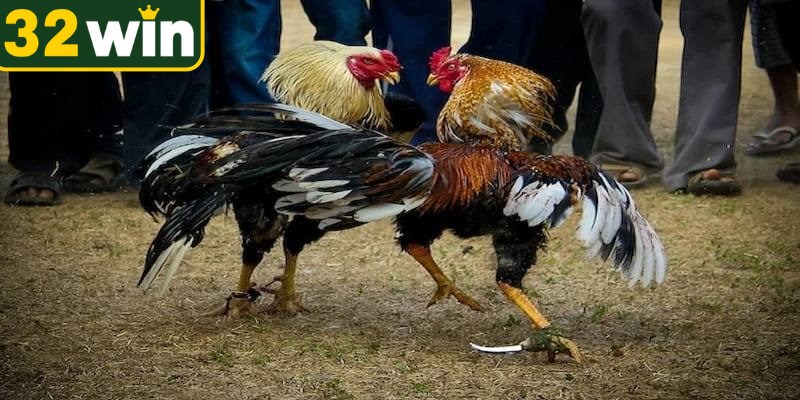 Bảo toàn nguồn vốn hiệu quả ở đá gà cựa dao rất quan trọng